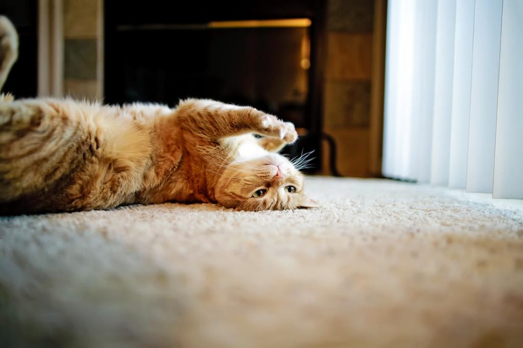 lifestyle and studio cat photography by san diego commercial animal photographer jamie piper