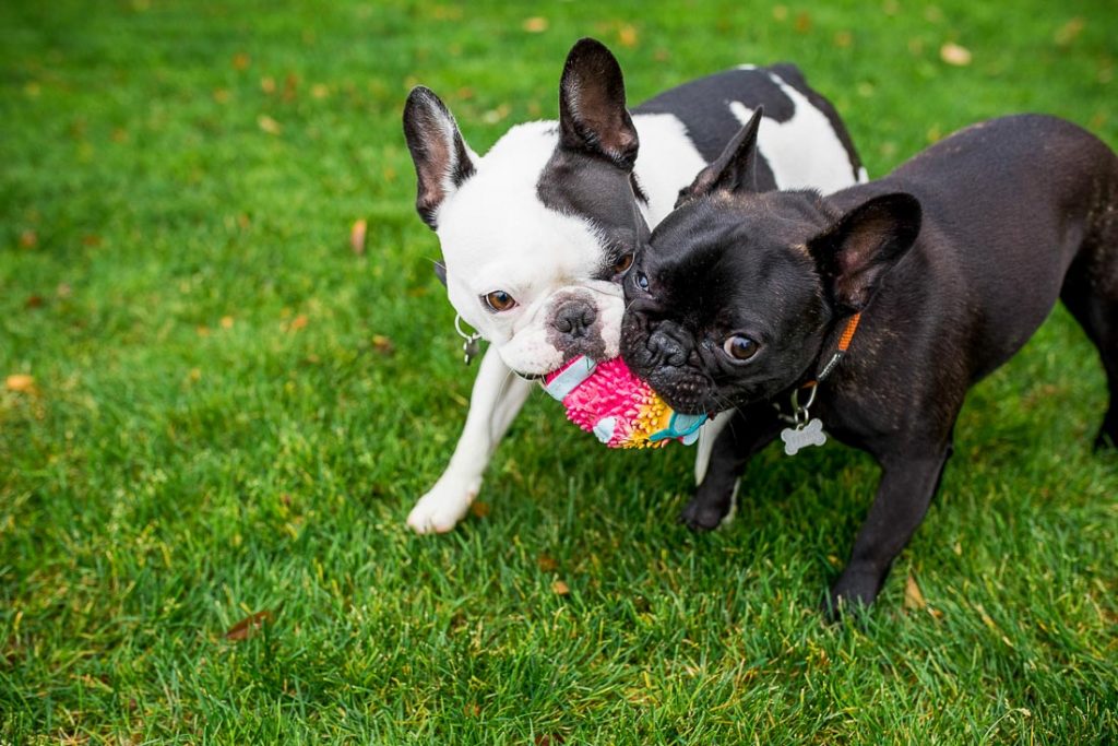 lifestyle dog photography by san diego commercial animal and kid photographer jamie piper