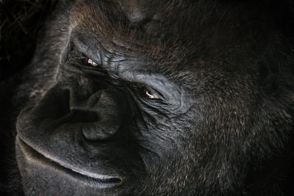 wild and farm animal photography by commercial animal photographer jamie piper